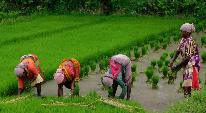 Schemes for Farmers: రైతులకు మోడీ కానుక..  పండుగలకు ముందే 4 ప్రకటనలు