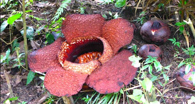 Rafflesia Flower: ప్రపంచంలోనే అతి పెద్ద అరుదైన పుష్పం..ఎక్కడుందో తెలుసా?