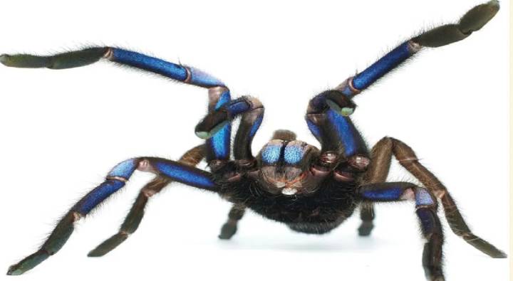 Spider: థాయ్‌లాండ్‌ అడవిలో కనిపించే ఈ సాలీడు కరిస్తే ఏమి జరుగుతుందో తెలుసా?