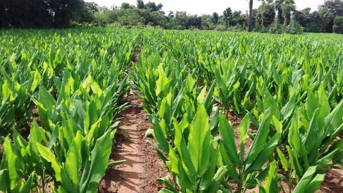 Turmeric Cultivation: పసుపుతో అధిక లాభాలు..లక్షల్లో ఆదాయం..