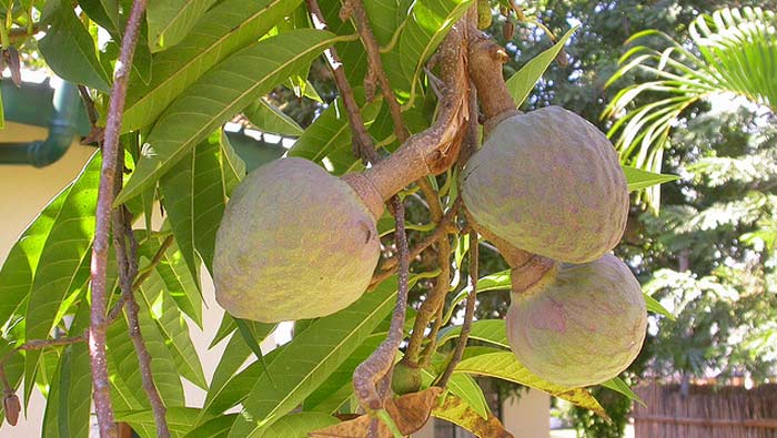 Health Benefits: రామఫలం ఆరోగ్యానికి ఎంత మంచిదంటే..