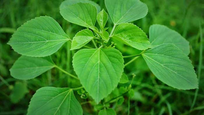 Joint pains:  కుప్పింటాకుతో కీళ్ల నొప్పులు మాయం..