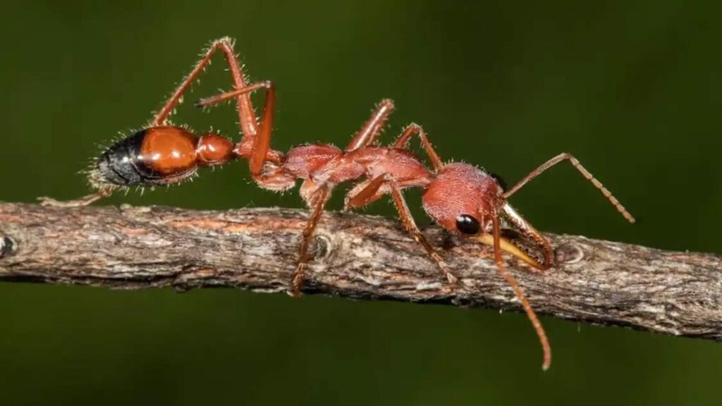 Ant