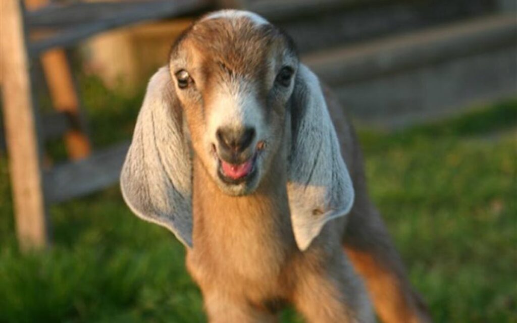 Babygoat