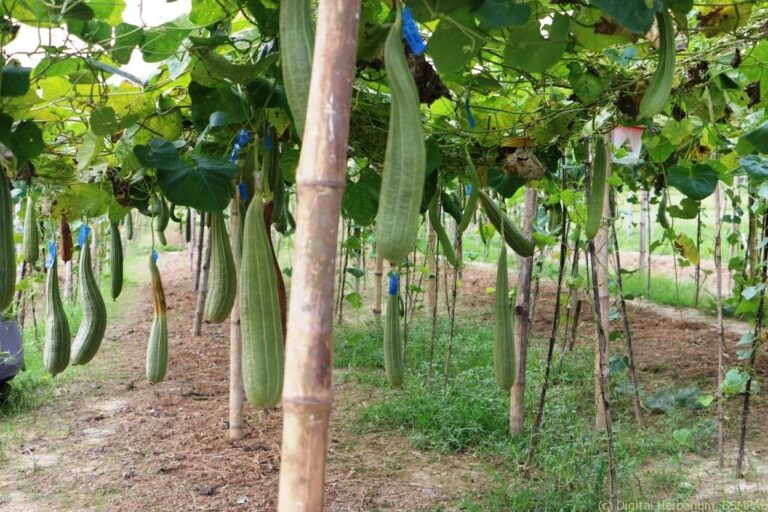 Ridge Gourd Farming: బీర సాగులో అధిక లాభాలు పొందాలంటే పాటించాల్సిన జాగ్రత్తలు..