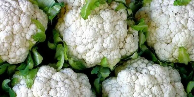 Cauliflower cultivation : కాలీఫ్లవర్ పంటతో అధిక  లాభాలను పొందుతున్న రైతులు..