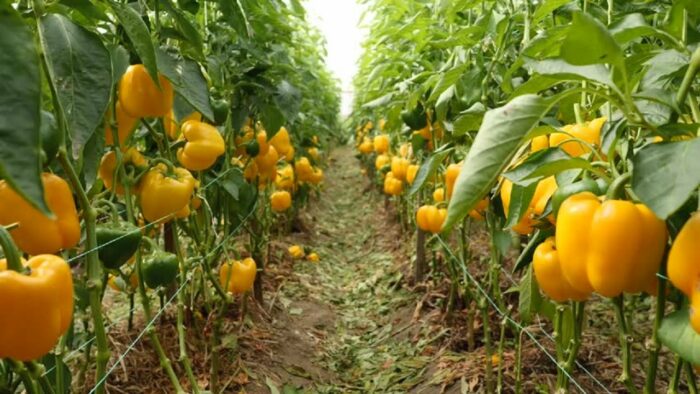 Capsicum Cultivation: క్యాప్సికంను ఇలా సాగు చేస్తే రైతులకు సిరుల పంటే..