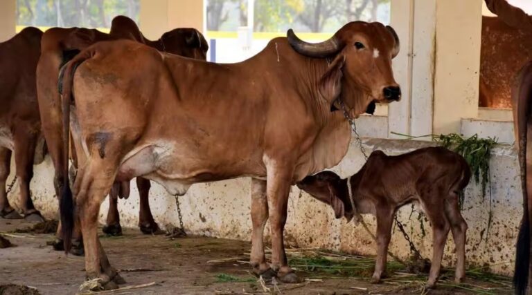 Diseases of Cattle: వర్షాకాలంలో పశువుల్లో వచ్చే వ్యాధులు, తీసుకోవాల్సిన జాగ్రత్తలు..