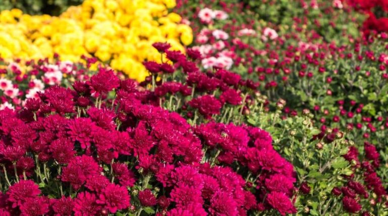 Chrysanthemum Cultivation: చామంతి సాగులో అధిక దిగుబడి పొందాలంటే ఇలా చెయ్యాల్సిందే..