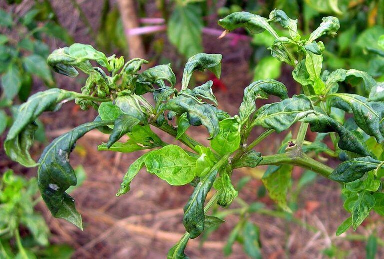 Chilli Insect Pests: మిరపలో చీడపీడల నివారణ చర్యలు..