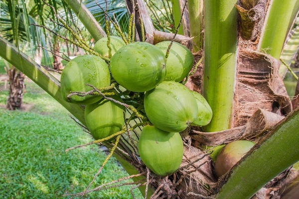 Coconut Cultivation : కొబ్బరిలో సాగుతో అదనపు ఆదాయం.. ఈ పంటలతో లక్షల్లో లాభాలు..