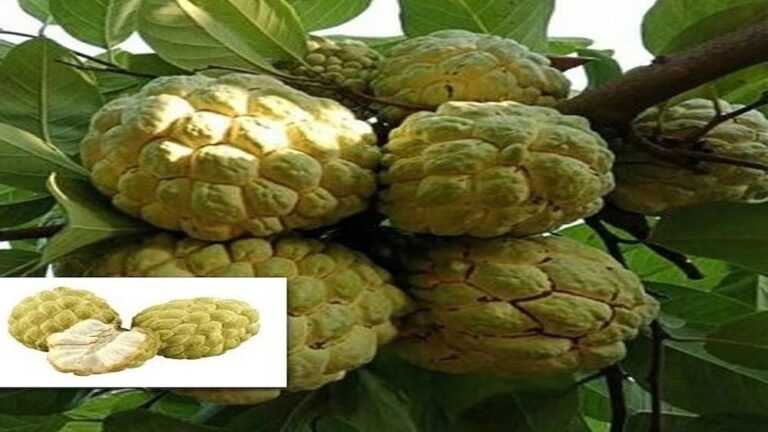 Custard Apple: కొత్త రకం సీతాఫలాలతో అధికలాభాలు..
