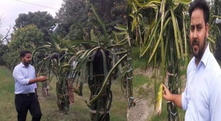 Success Story: విదేశాల్లో లక్షల జీతం వదిలేశాడు.. డ్రాగన్ ఫ్రూట్ సాగుతో కోట్లు సంపాదిస్తున్నాడు