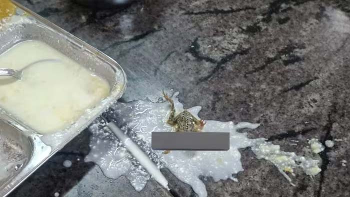 Odisha News: తినే ఆహారంలో చనిపోయిన కప్ప.. చూసి కంగుతున్న విద్యార్థులు