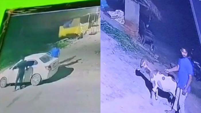 Uttar Pradesh: కారులో వచ్చి మేకను ఎత్తుకెళ్లిన దొంగలు.. కాస్ట్లీ దొంగతనం..!