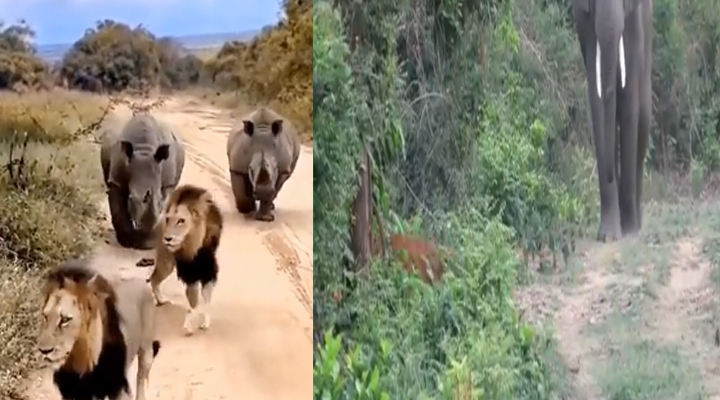 Viral Video: మీరు సింహాలయ్యా.. అలా భయపడితే ఎలా?