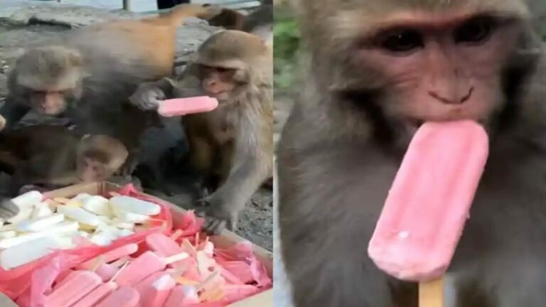 Viral Video: అబ్బా.. తమ్ముడు.. ఇక కుమ్ముడే.. వీడియో చూస్తే పొట్ట చెక్కలు అవ్వాల్సిందే..