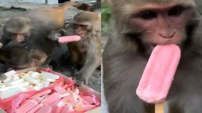 Viral Video: అబ్బా.. తమ్ముడు.. ఇక కుమ్ముడే.. వీడియో చూస్తే పొట్ట చెక్కలు అవ్వాల్సిందే..