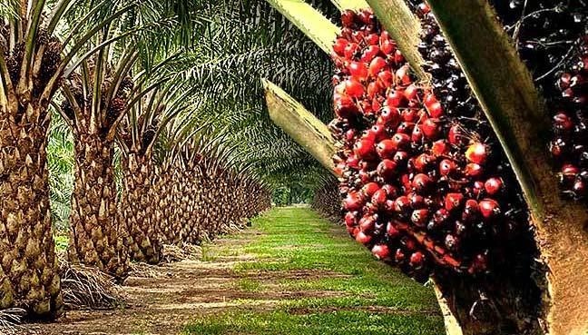 Oil Palm