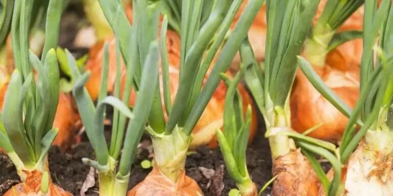 Onion Seedlings: ఉల్లినారు నాటేందుకు చిట్కాలు, తెగులు నివారణ చర్యలు..