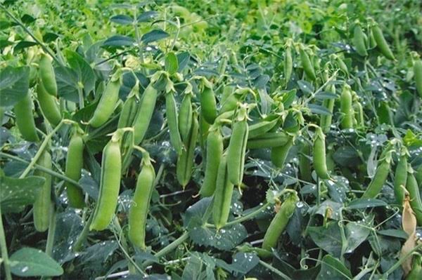 Peas Cultivation : బఠాణి సాగులో అధిక దిగుబడి పొందాలంటే తీసుకోవాల్సిన జాగ్రత్తలు..