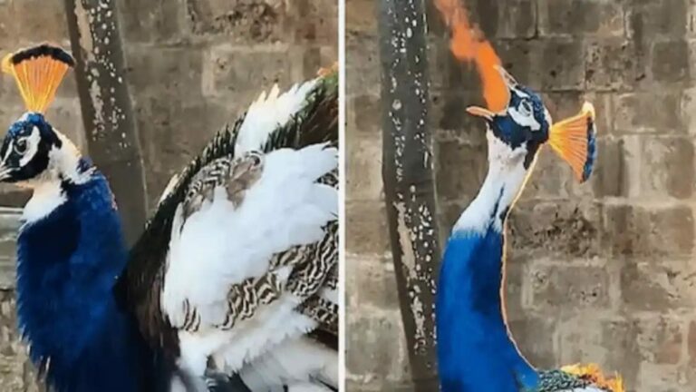 Viral Video : ఓరి నాయనో.. ఏంది సామి ఈ విచిత్రం.. డైనోసార్ కజిన్లా ఉందే..