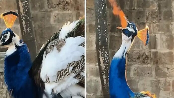 Viral Video : ఓరి నాయనో.. ఏంది సామి ఈ విచిత్రం.. డైనోసార్ కజిన్లా ఉందే..