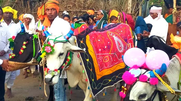 Polala Amavasya: శ్రావణ మాసానికి వీడ్కోలు.. ఆదివాసీ గూడెల్లో కాడెద్దుల వేడుకలు