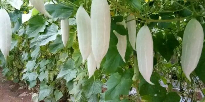 Snake Gourd Farming: పొట్టి పొట్లకాయ సాగులో మెళుకువలు..!