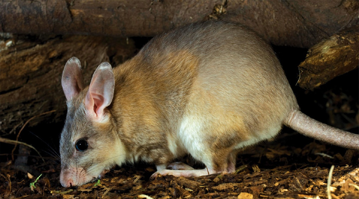 Rats Attack:  పసికందుపై ఎలుకల గుంపు దాడి…ఎంత దారుణంగా కొరికేశాయంటే?