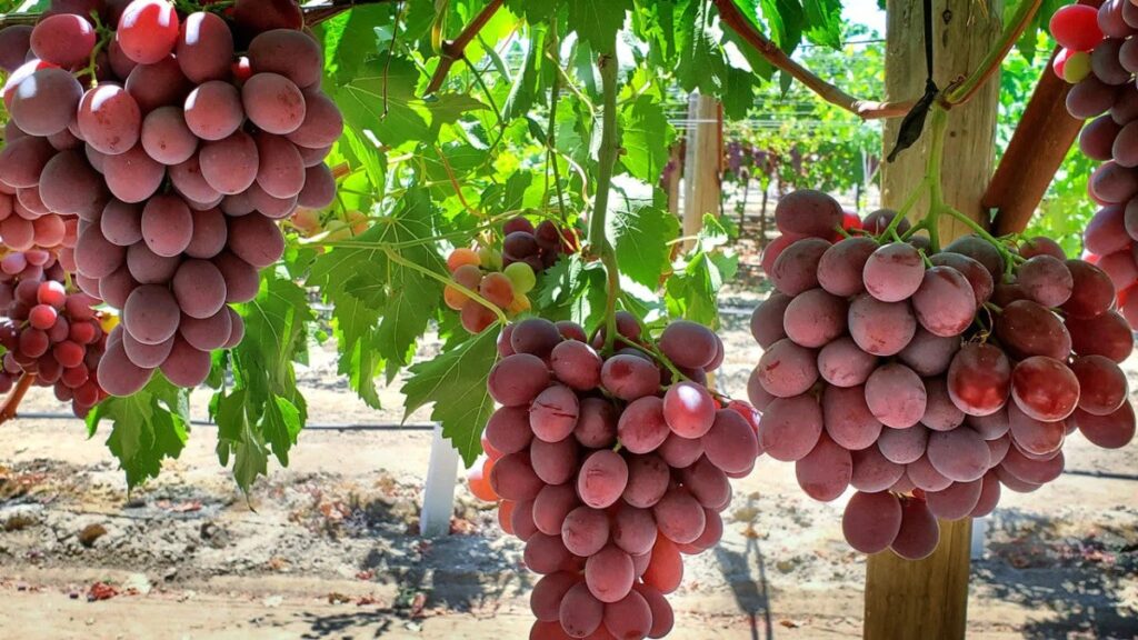 Red Grapes