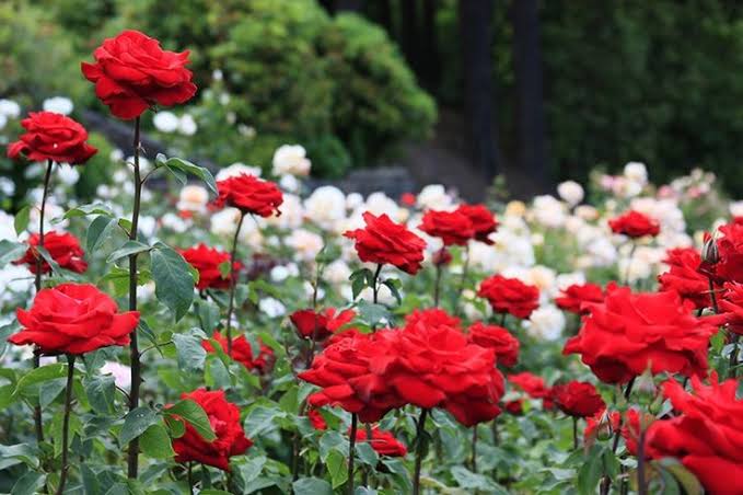 Rose Farming