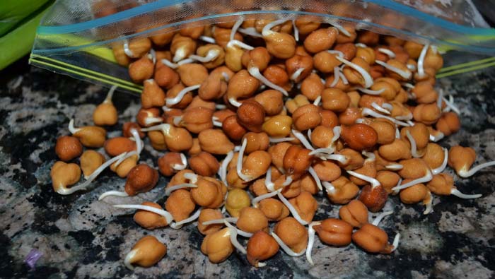 Health Tips: మొలకెత్తిన శనగలు తిన్న తర్వాత ఇవి తినొద్దు..!