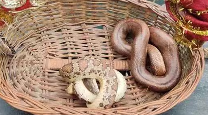 Uttar Pradesh: రైలులో ప్రయాణికులకు చుక్కలు చూపించిన పాములు పట్టేవారు…డబ్బులు ఇవ్వలేదని..