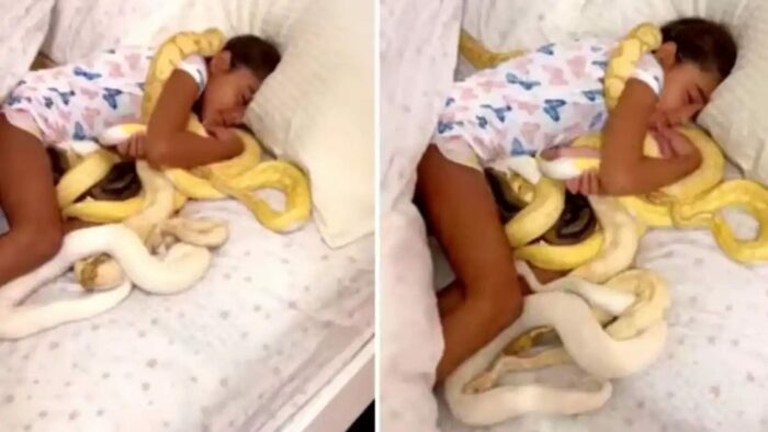 Viral Video:  ఓరి దేవుడో .. ఈ పిల్ల ధైర్యం ఏంటి సామి..