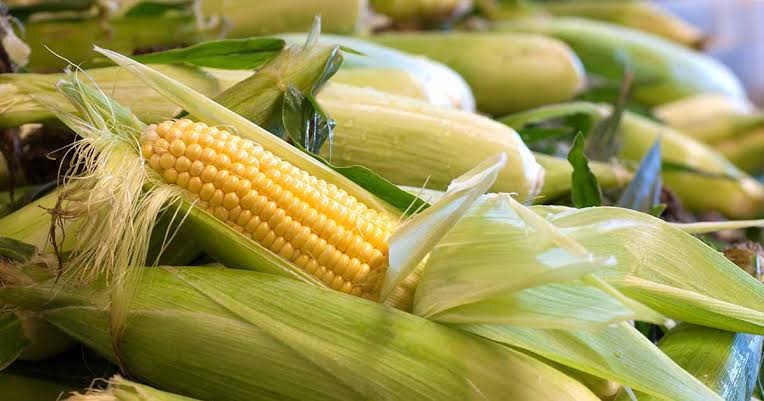 Corn Benefits : మొక్కజొన్నను ఇలా తీసుకుంటే.. ఎన్ని లాభాలో తెలిస్తే అస్సలు వదలరు..