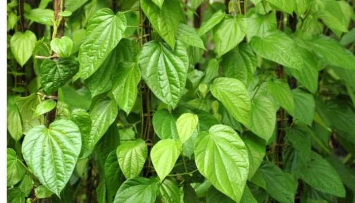 Health Tips : తమలపాకుతో ఇలా చేస్తే ఆ సమస్యలు మాయం..