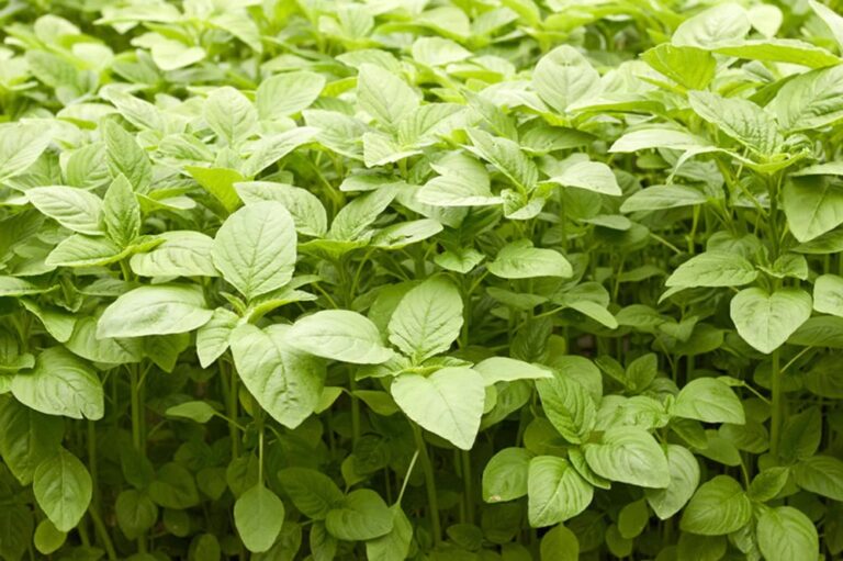 Amaranthus Leaf Cultivation:  తోటకూర సాగులో పాటించాల్సిన జాగ్రత్తలు..