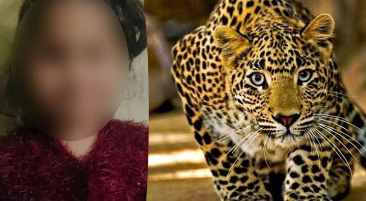 Udhampur Leopard: నాలుగేళ్ల పాపను ఇంటినుంచి ఎత్తుకెళ్లిన చిరుత.. రెండు కిలో మీటర్ల దూరంలో..