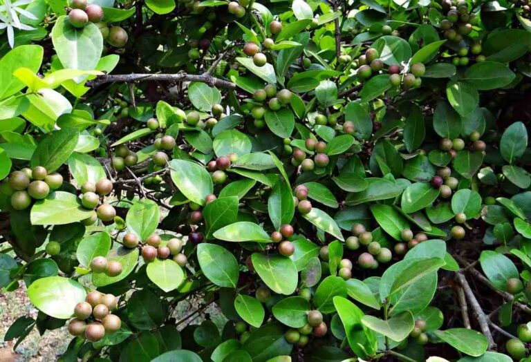 Karonda Cultivation: వాక్కాయల సాగుతో అదిరిపోయే లాభాలు..