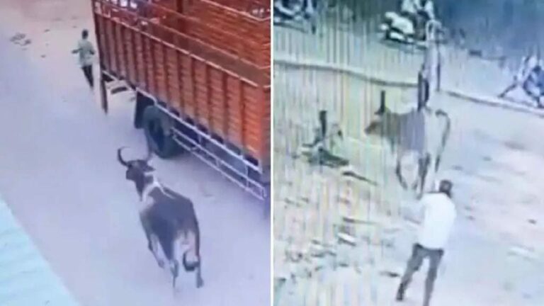 Viral Video : ఓరి నాయనో.. యువకుడిపై పగబట్టిన ఆవు.. ఒళ్లు గగుర్పొడుస్తున్న వీడియో..