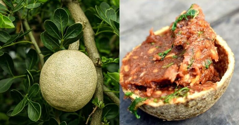 Wood Apple : వెలగపండుతో వెయ్యి లాభాలు.. ఆ సమస్యలు పరార్..