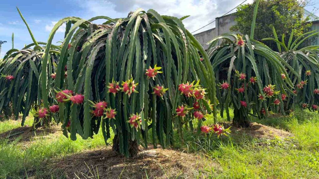 Dragon Fruit Plantation