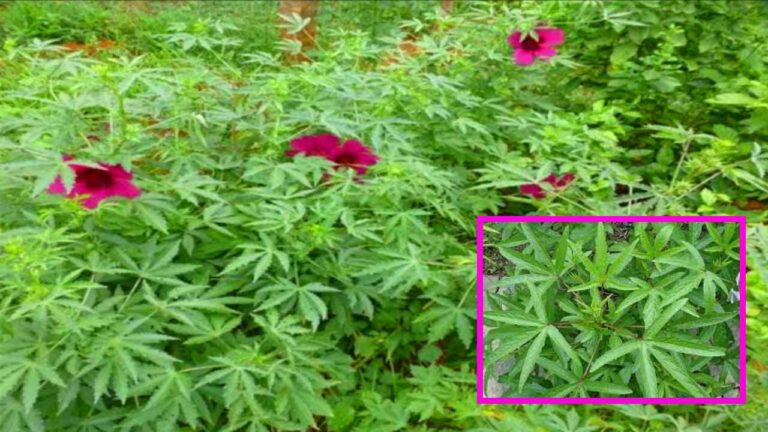 Gongura cultivation : గోంగూర సాగులో ఈ జాగ్రత్తలు తీసుకుంటే లాభాలే లాభాలు..