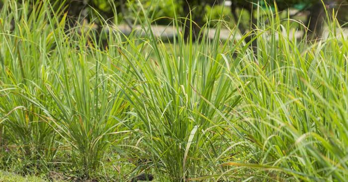 Bussiness Idea : రైతులకు బెస్ట్ బిజినెస్.. ఈ పంటను ఒక్కసారి వేస్తే చాలు.. ఏడేళ్ల వరకు డబ్బులే డబ్బులు..