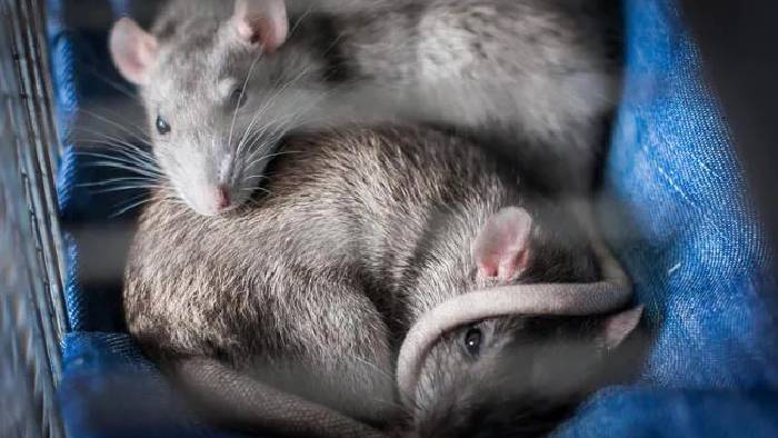 Mouse Embryos In Space: జపనీస్ సైంటిస్టుల ఘనత.. అంతరిక్షంలో ఎలుక పిండాల అభివృద్ధి..