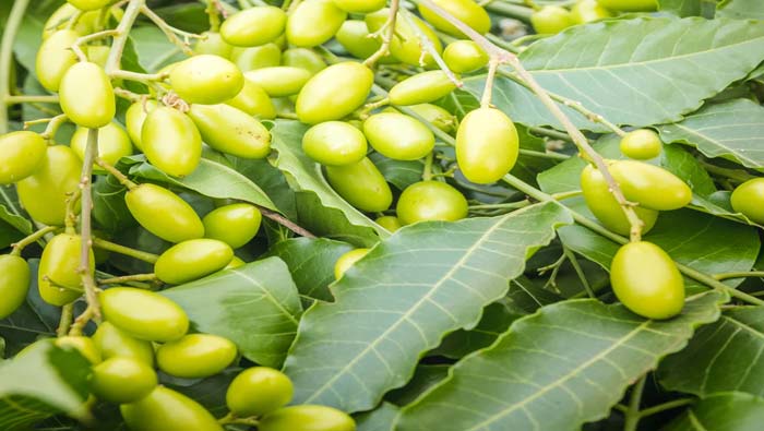 Neem Nimboli Benefits: వేప ఆకులే కాదు కాయలతో కూడా ఎంతో మేలు తెలుసా..!