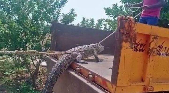 Vijayapura : కర్ణాటకలో వింత నిరసన.. కరెంట్ ఇవ్వలేదని సబ్ స్టేషన్లో మొసలిని వదిలిన రైతు