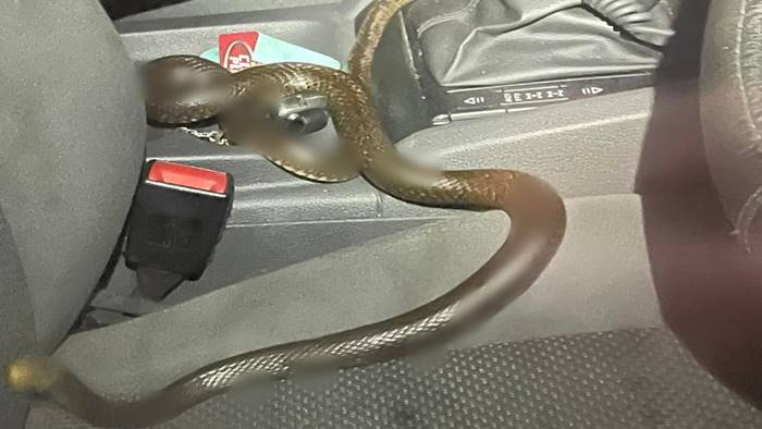 Snake In Car