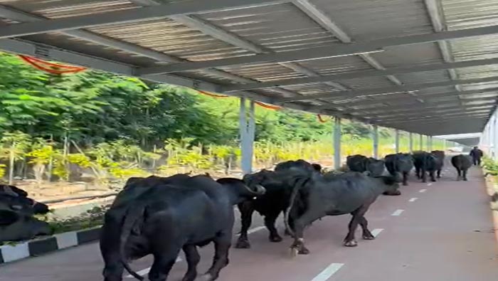 Hyderabad: అధికారుల నిర్లక్ష్యం.. సైకిల్ ట్రాక్ పై గేదెల సంచారం